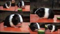 /album/vrh-z-cuy-s-vp-19-2-2015-m-fufik-cute-cavia-rex-t-xando-z-koziho-hradku/z-cuy3-jpg/